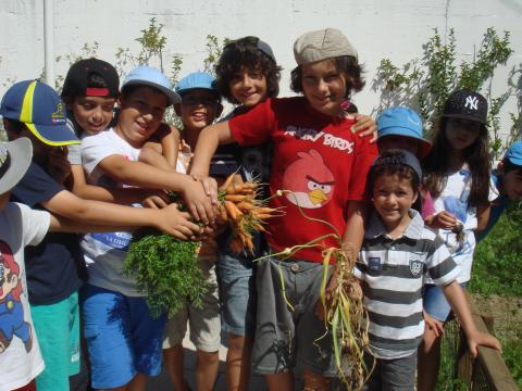 Os alunos do 1.º Ciclo foram à horta apanhar as cenouras que já se encontravam desenvolvidas.